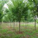 느티농원 이미지