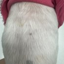 더 포레 동물병원 이미지