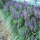 두륜산농장 이미지