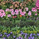 대전문화 별찌작은도서관 | [대전/유성] 5월 유림공원 유성 봄꽃전시회 실시간 개화 상황(5/5) &amp; 주차 꿀팁
