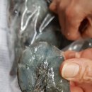 다향새우 이미지