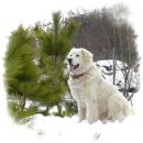 초복농장 이미지