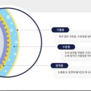 새봄안과