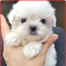 로얄펫동물병원 이미지