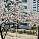 경기도 수원시 권선구 권중로 171 이미지