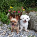 개울건너 펜션 이미지