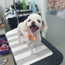 도그스타일 이미지