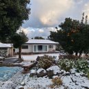 세화 동백그늘 이미지