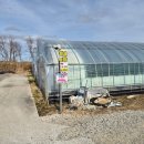 봄이네농장 | 포항 이색데이트 코스로 딱이에요! 흥해 봄이네농장 딸기체험 후기!