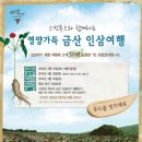 금산인삼 이미지