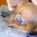 7월18일 광주동물보호소아이들 풍암한결동물병원에서 의료봉사 해주셧습니다. 이미지
