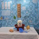 쇼(SHOW)호텔 | 이벤트 정보와 함께, 득템하러 가자 '23회 대구펫쇼'