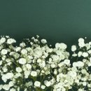 시립세탁소 | 더조은장례식장에서 서울시립승화원까지 3일간의 따스한 동행일기