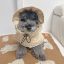 해피독스 | 강아지 우비 소형견부터 대형견 까지 모두 입을수 있는 완벽방수 독스랩 우비