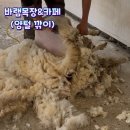 신화목장 | 제주 바람목장 후기 | 신화월드 근처 양목장에서 ‘양털 깎기’ 직접 봤어요!🐑 1년에 단 한 번