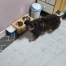 개폼나개 이미지