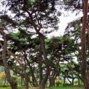 지천솔밭 이미지