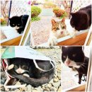 소풍게스트하우스&레드썬셋펜션 이미지