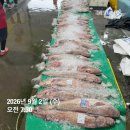 자연산 숫치 횟감민어 한마리 맛있게 요리해드세요~ 나머진 전감으로 추천드립니다! 이미지