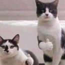 바른 고양이