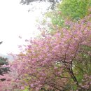 서산경찰서 개방화장실 | 충남 봄 가볼만한 곳!비 내리던 그날부터 햇살 가득한 날까지,서산 문수사 겹벚꽃 터널 아래서