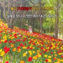 세븐일레븐 아산온천광장점 | 서울근교데이트는 아산피나클랜드수목원 튤립축제 실시간 아산가볼만한곳