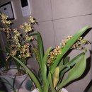 하천리-3 이미지