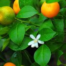 광령귤나무 이미지