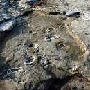 제주 사람발자국과 동물발자국 화석산지 이미지