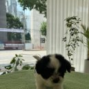 광주강아지분양 마마스미독 24시 광주봉선점 이미지