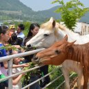 사슴이랑 배랑 농원 이미지