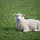 대안목장 이미지