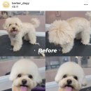 더펫(The Pet) | 양산 애견미용, 분양은 The pet 더펫 🐶🐾