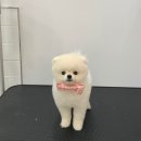 아우어펫 이미지