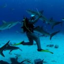 건강의향기 이미지