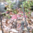 화살나무[Celastraceae (노박덩굴과) ＞ Euonymus (화살나무속) ＞ alatus (화살나무)] 이미지