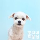뭉치네 미용실 이미지