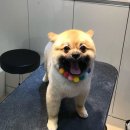 온리유 펫살롱 이미지