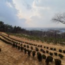 일산수목장