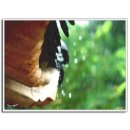 푸른여인숙 이미지