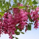 아카시아 이미지