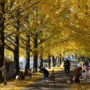 은행나무길 이미지