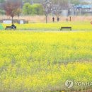 금호강 이미지