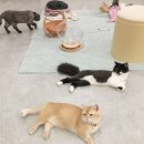 스타고양이카페 네이버블로그