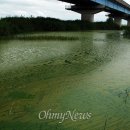 큰빗이끼벌레에 '악취' 녹조까지...영산강도 위험하다.(오마이 뉴스) 이미지