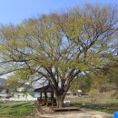 느티나무마을 이미지