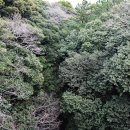 제주 안덕계곡 상록수림 이미지