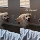 언니도그 이미지