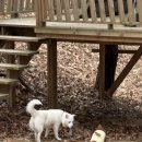 천사펫 | 여주 펫마운틴 대관 | 견종, 무게 차별 없는 산속 강아지 운동장. 함안길천사 졸업생 친구들과 다녀오다!