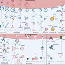 Re: Autophagy in healthy aging and disease 2021년 nature review 이미지